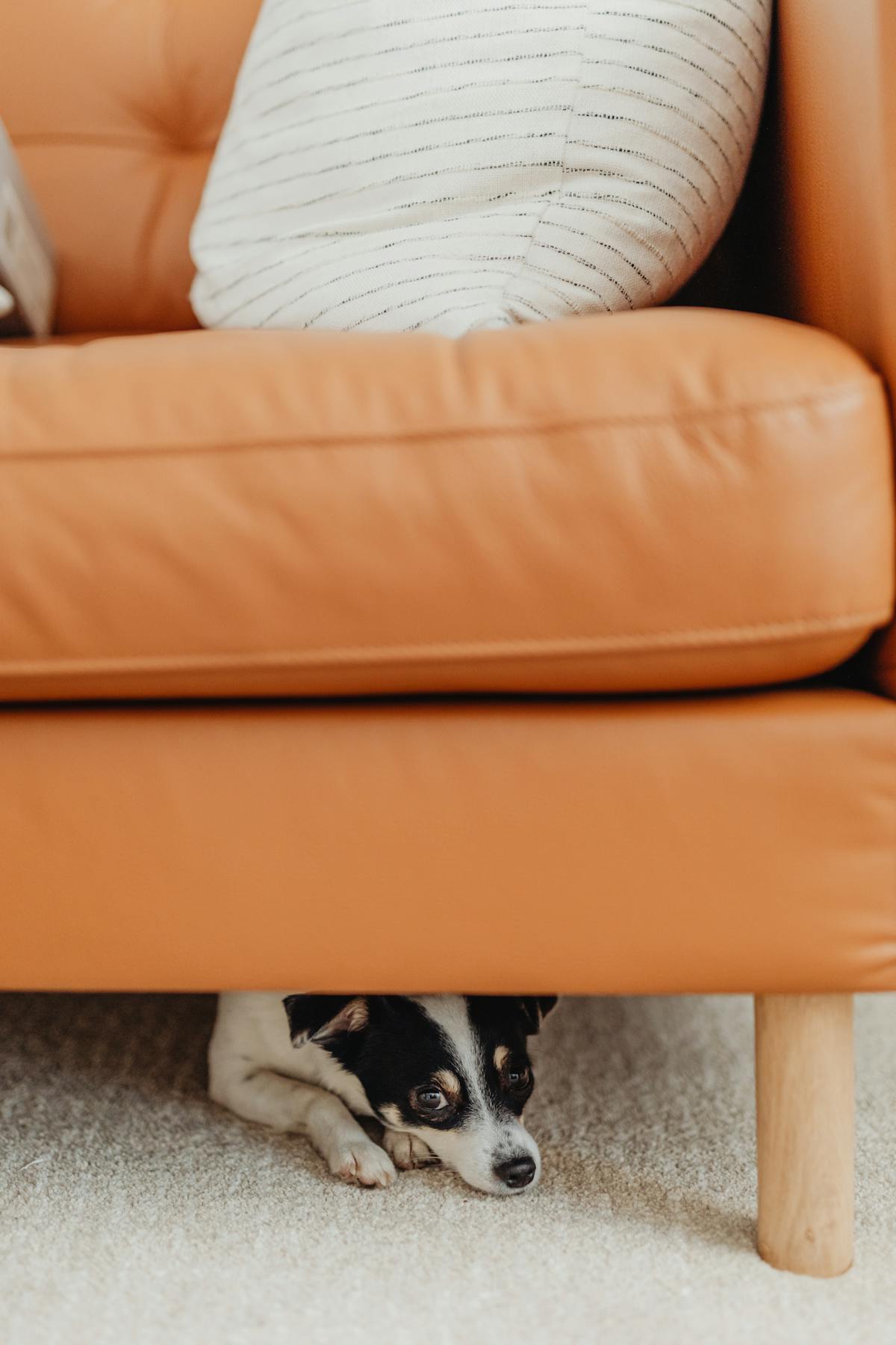 Cão Ansioso: Sinais, Causas e Como Acalmar de Forma Natural