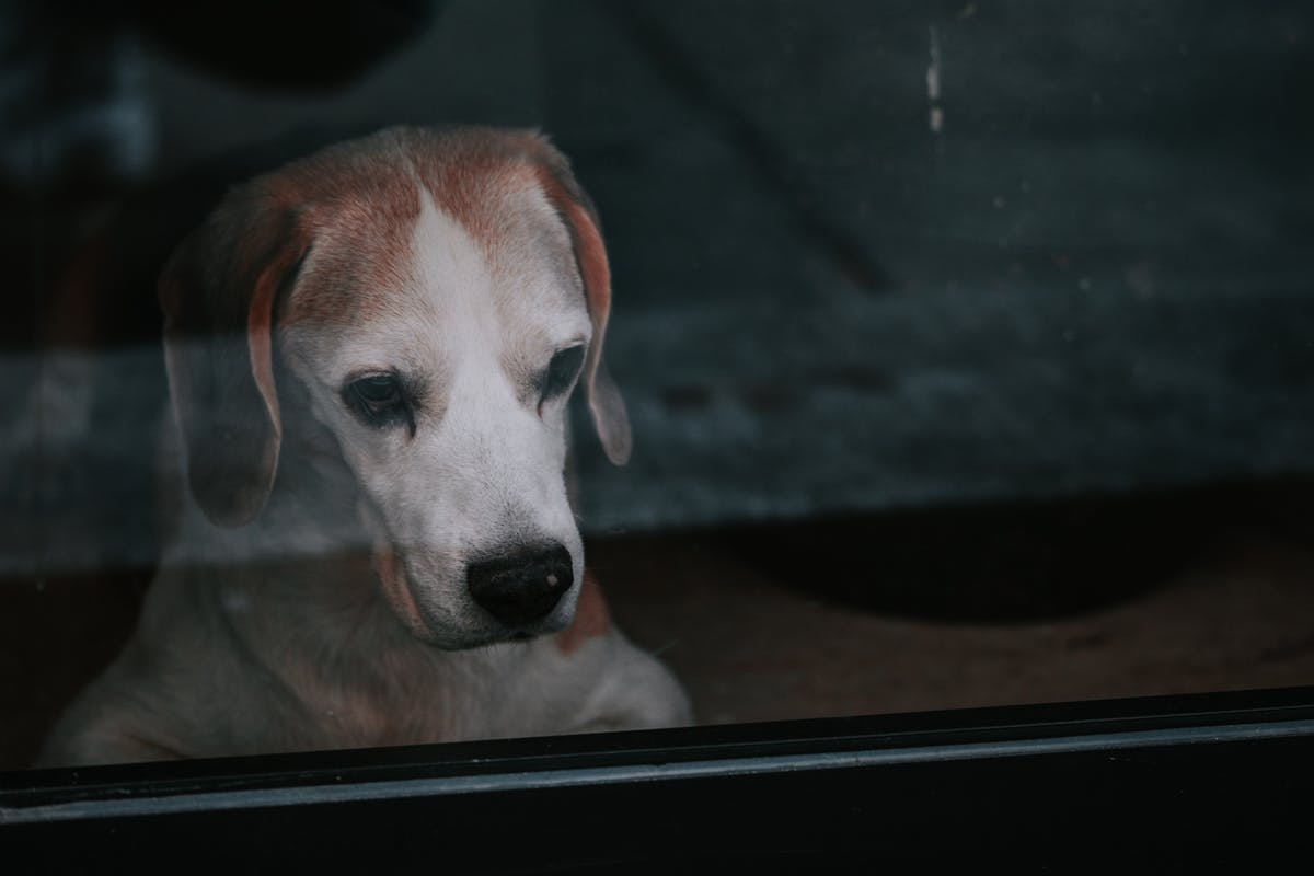 Cão com Medo de Trovão e Fogos: O Que Fazer no Momento de Pânico