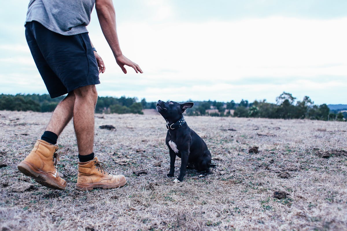 Calmante Natural para Cão: O Que Realmente Funciona (e O Que Evitar)