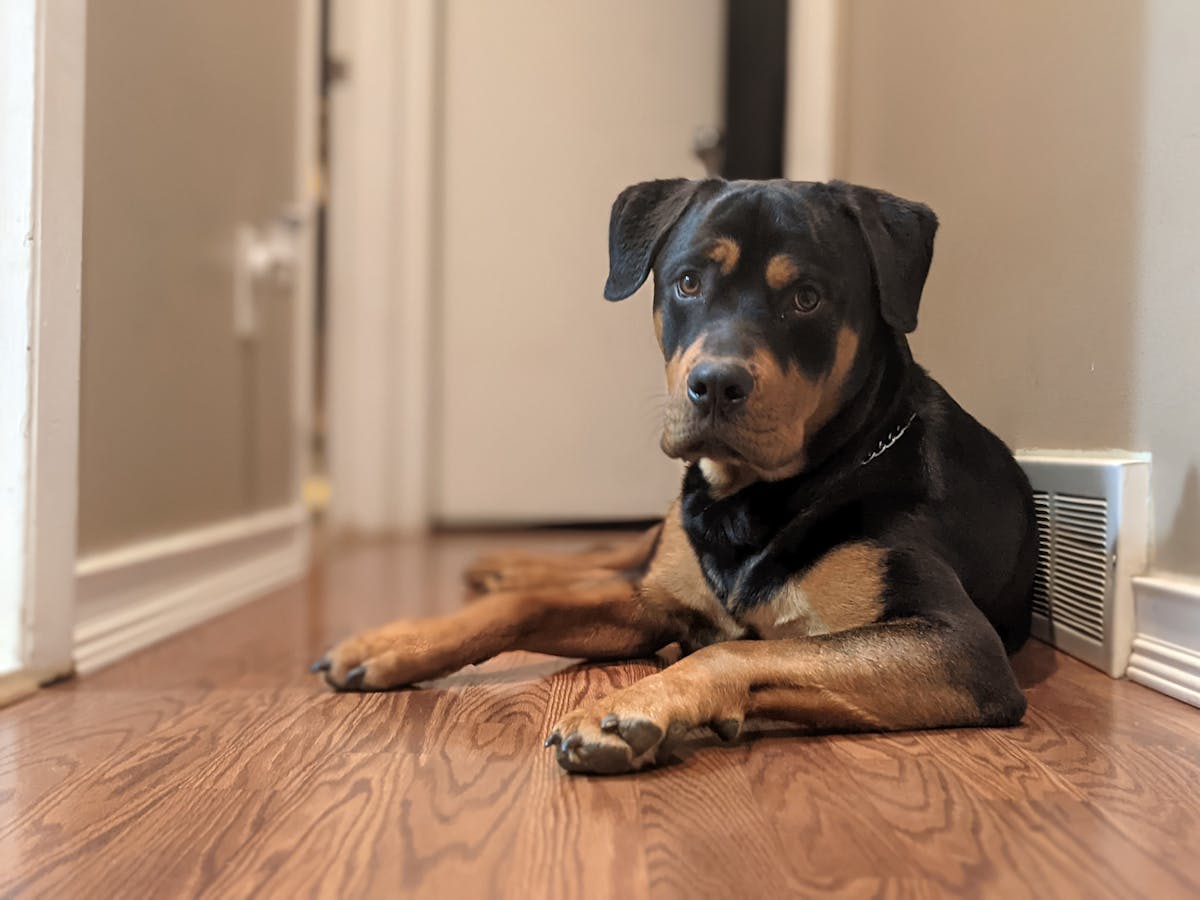 Cachorro com Dificuldade para se Levantar: Pode Ser Problema nas Articulações