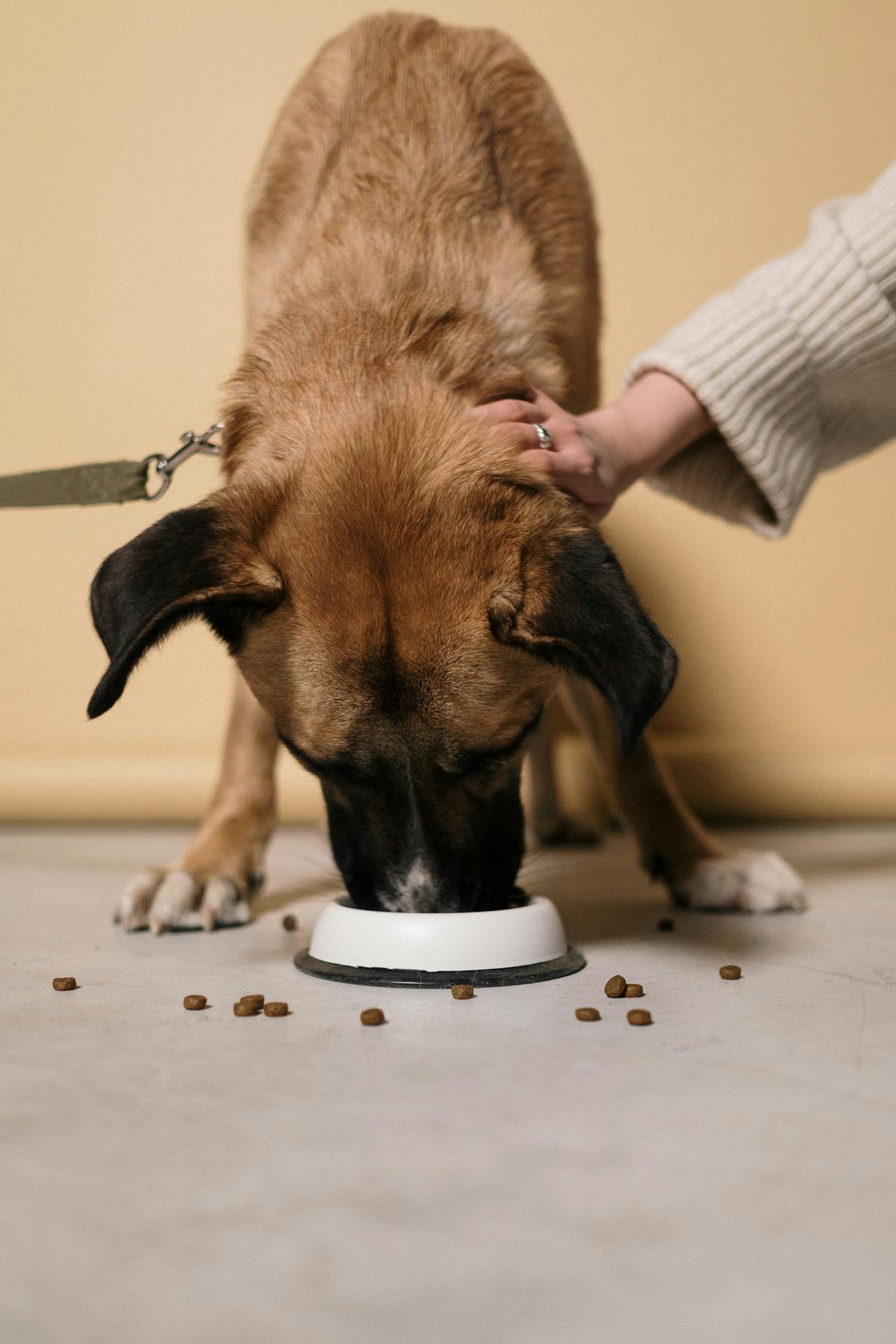 Cachorro com Barriga Sensível e Diarreia: Como Equilibrar a Digestão do seu Pet