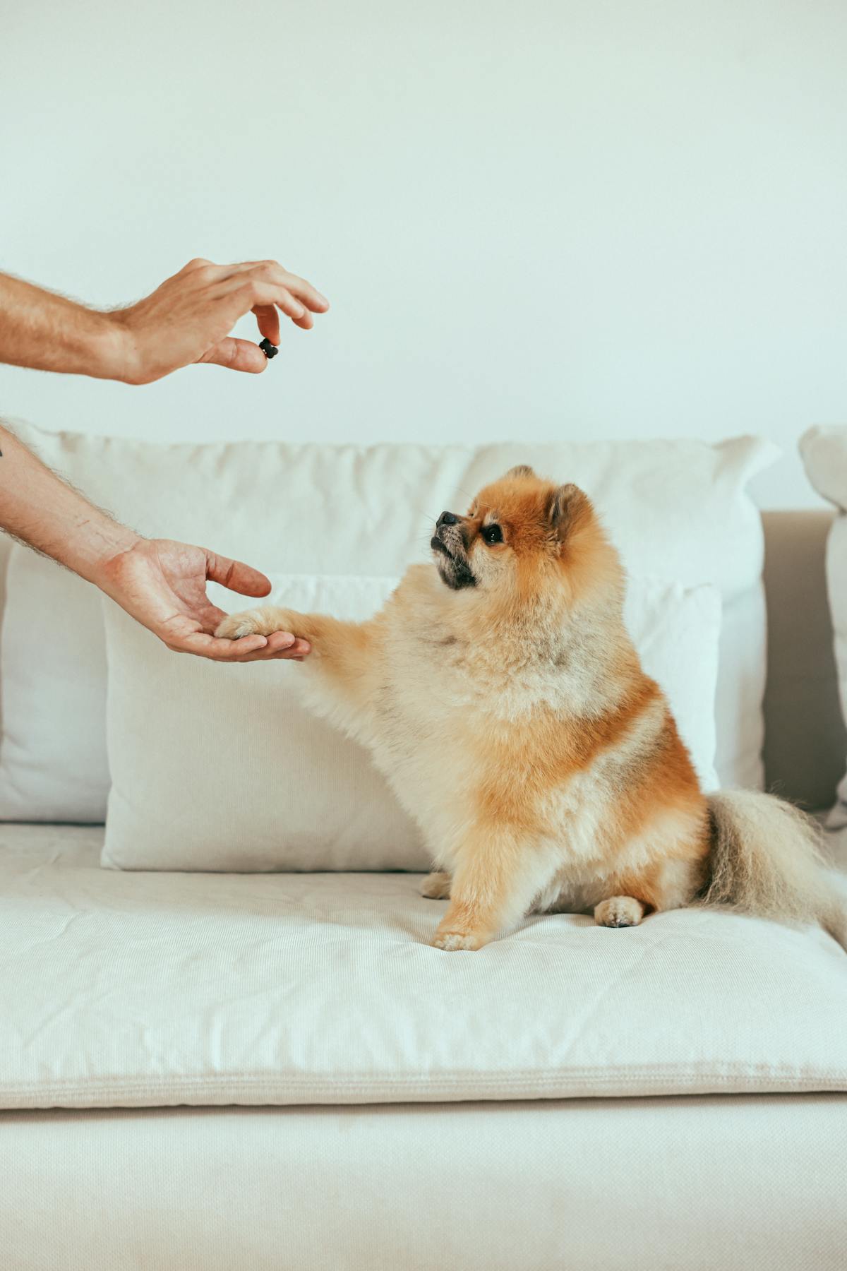 Como Dar Remédio para Cachorro Que Não Quer Tomar: 5 Métodos Que Funcionam