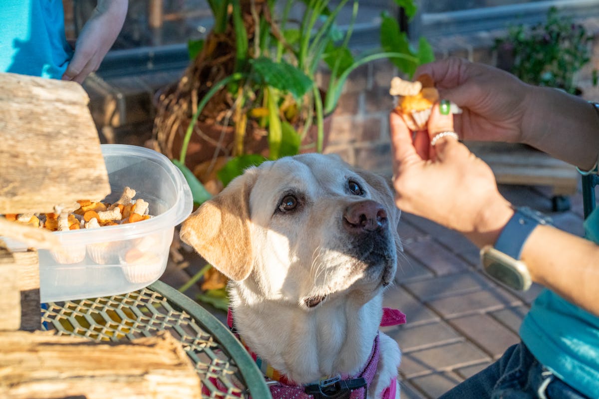 Cachorro Agitado no Adestramento: Como Petiscos Calmantes Transformam o Treino