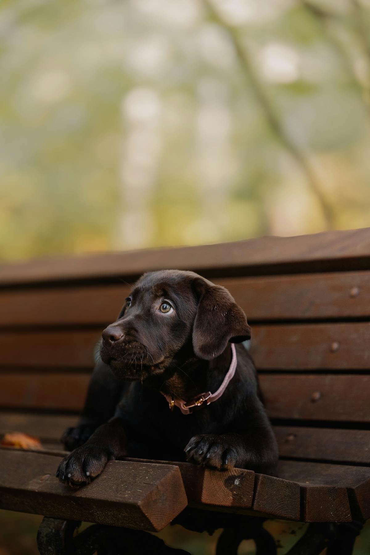 Petiscos para Filhotes de Cachorro: Quando Começar e Quais São Seguros