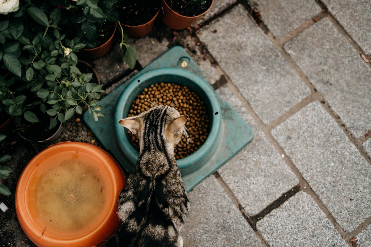 Petiscos para Gatos: Como Escolher Snacks Saudáveis para seu Felino