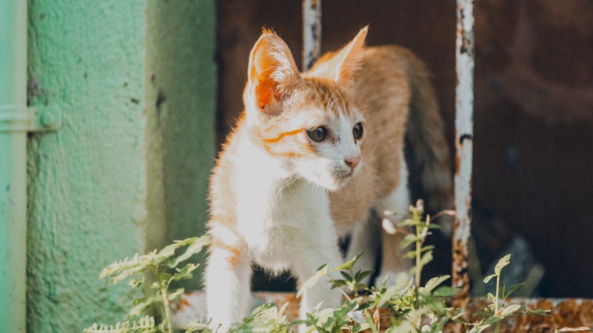Alimentação para Gatos Filhotes: O Que é Seguro e Como Cuidar da Nutrição