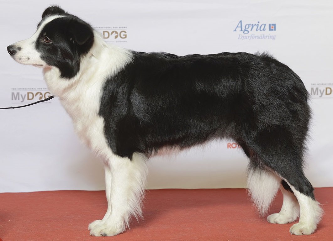 Border Collie: energia, mente ocupada e equilíbrio