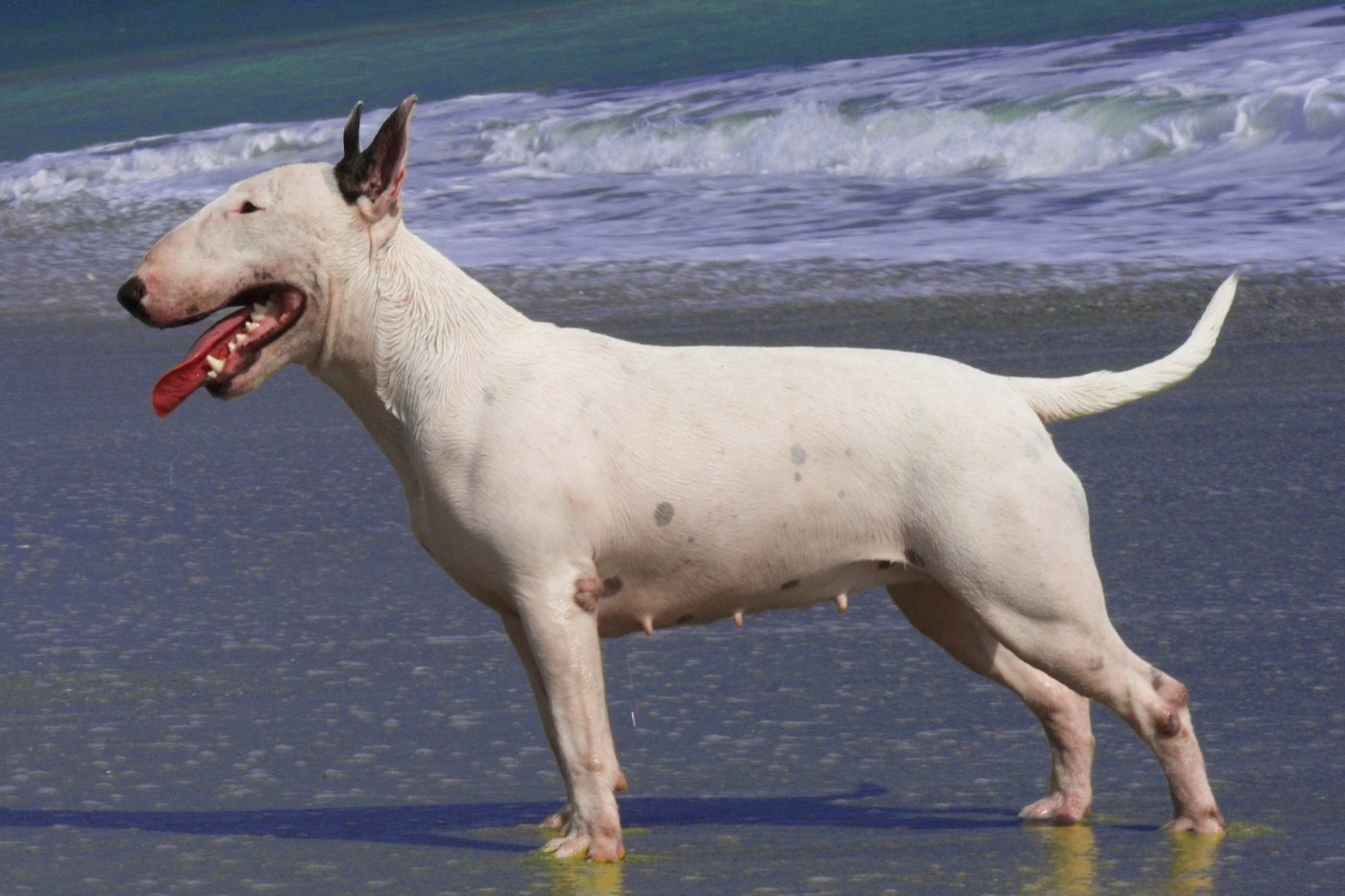 Bull Terrier: a pele, a energia e os cuidados da raça