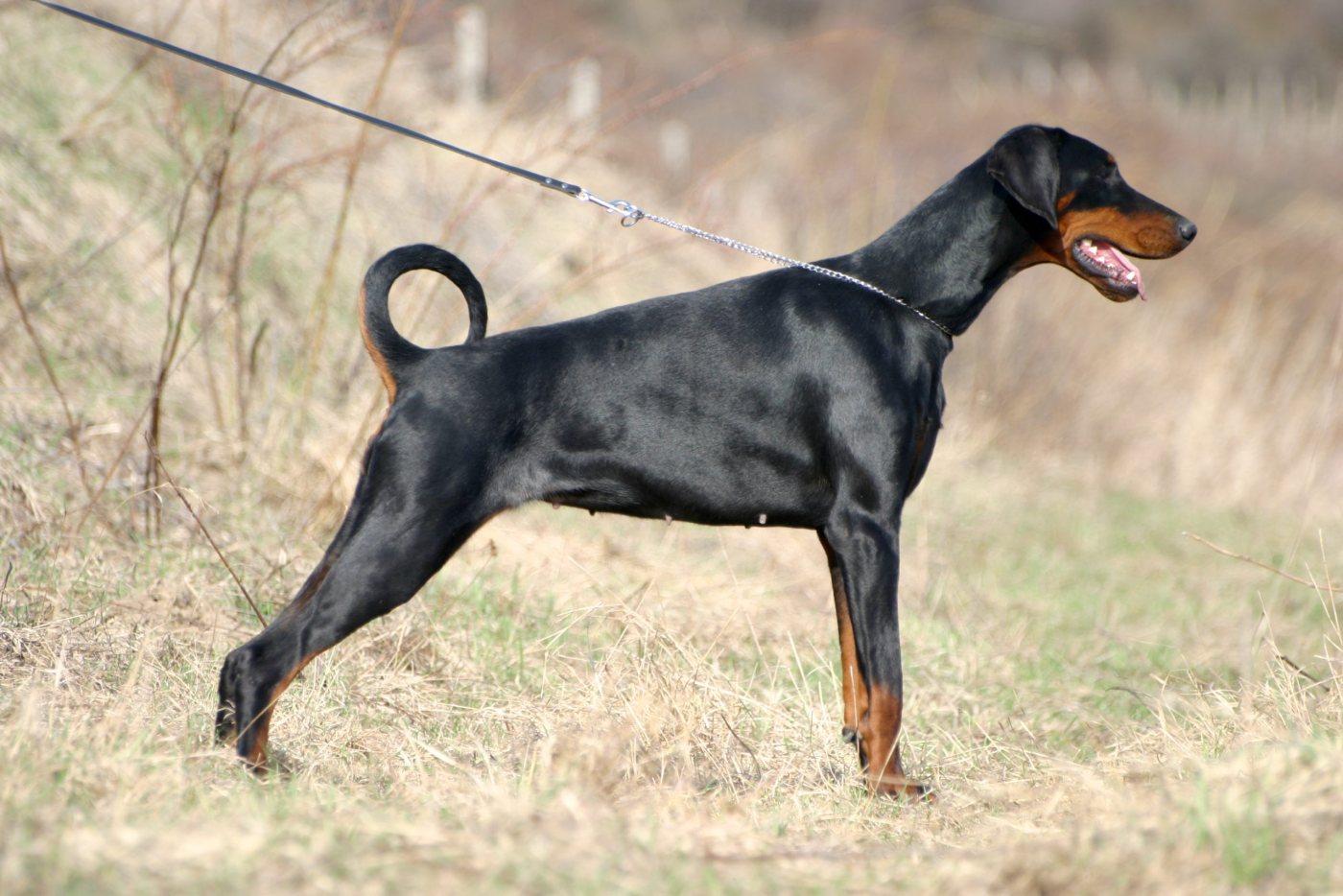 Doberman: o porte atlético e o cuidado com as articulações
