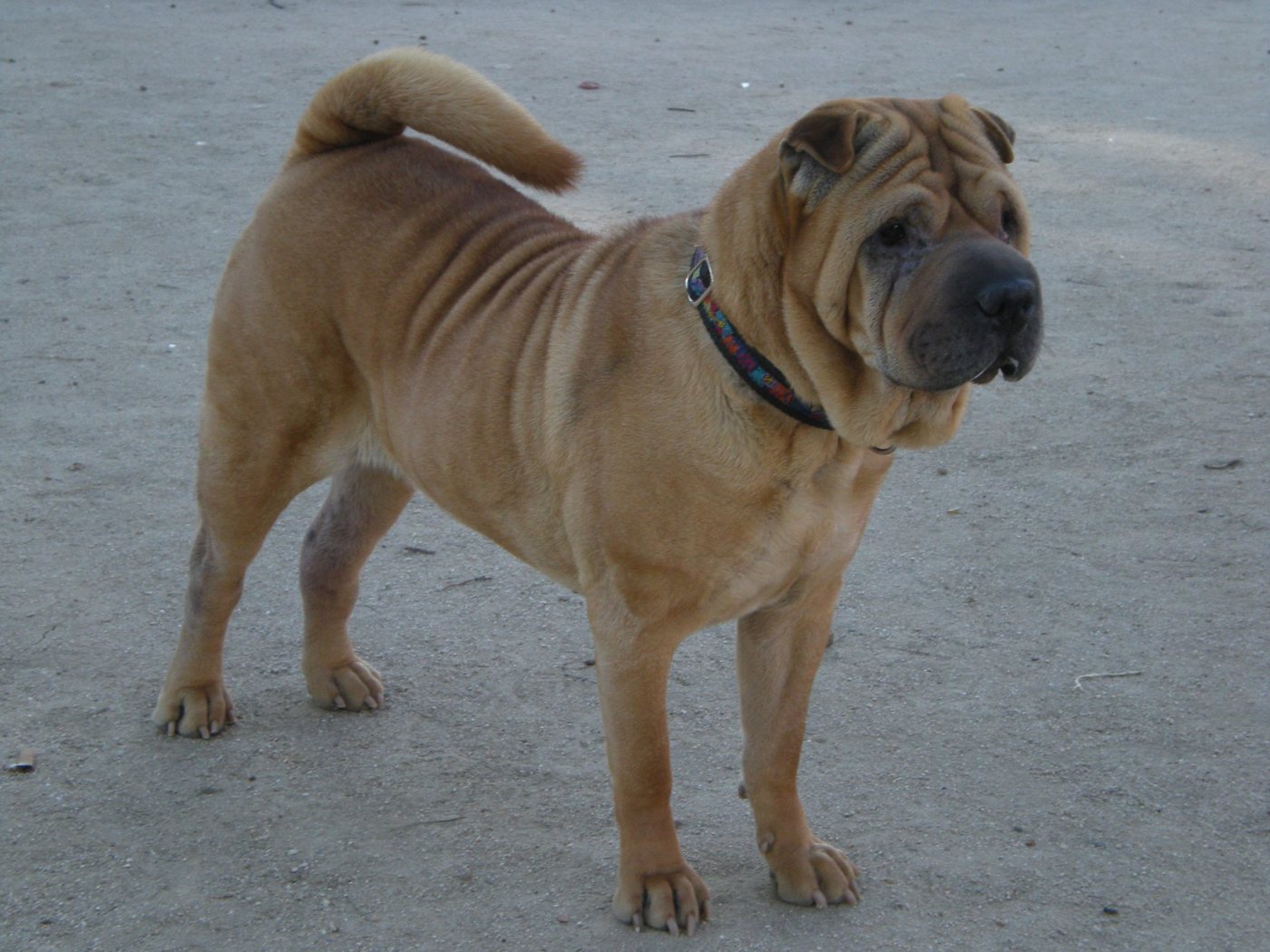 Shar Pei: as dobras e o cuidado intenso com a pele