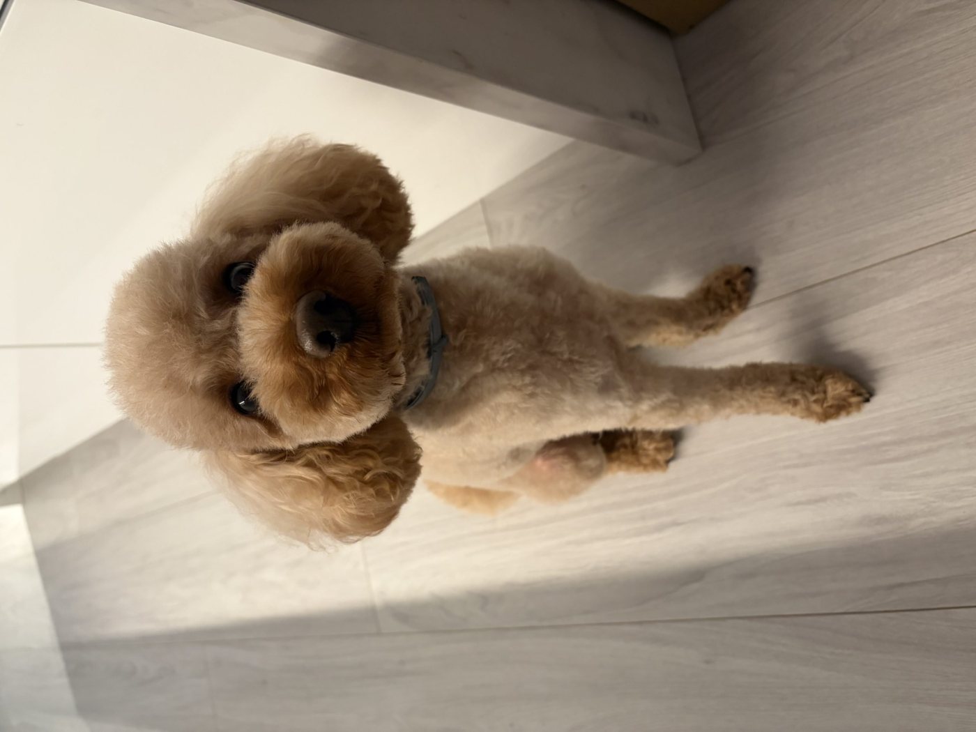 Poodle: a saúde da raça e o cuidado com dentes e pelo