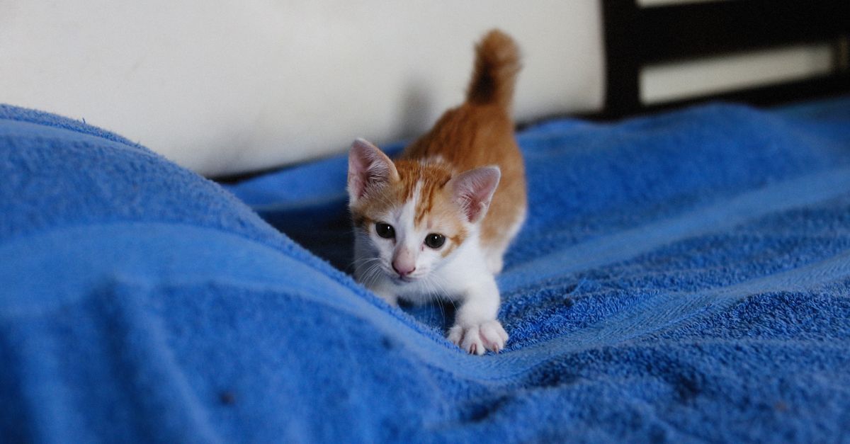 Fases do gato filhote: do nascimento ao primeiro ano
