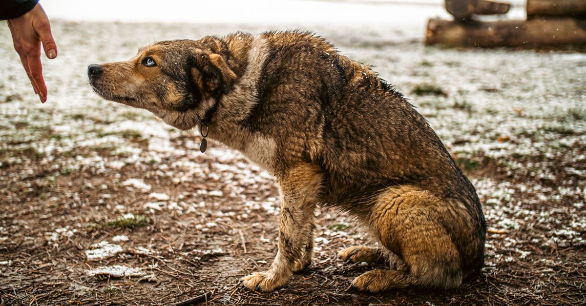 Cachorro não quer subir escada: será dor nas articulações?