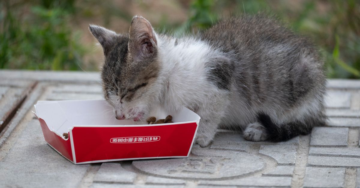Alimentação do gato filhote: o que oferecer em cada fase