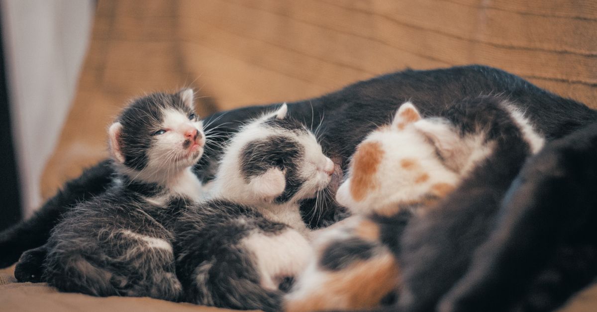 Do leite ao alimento sólido: o desmame do gatinho