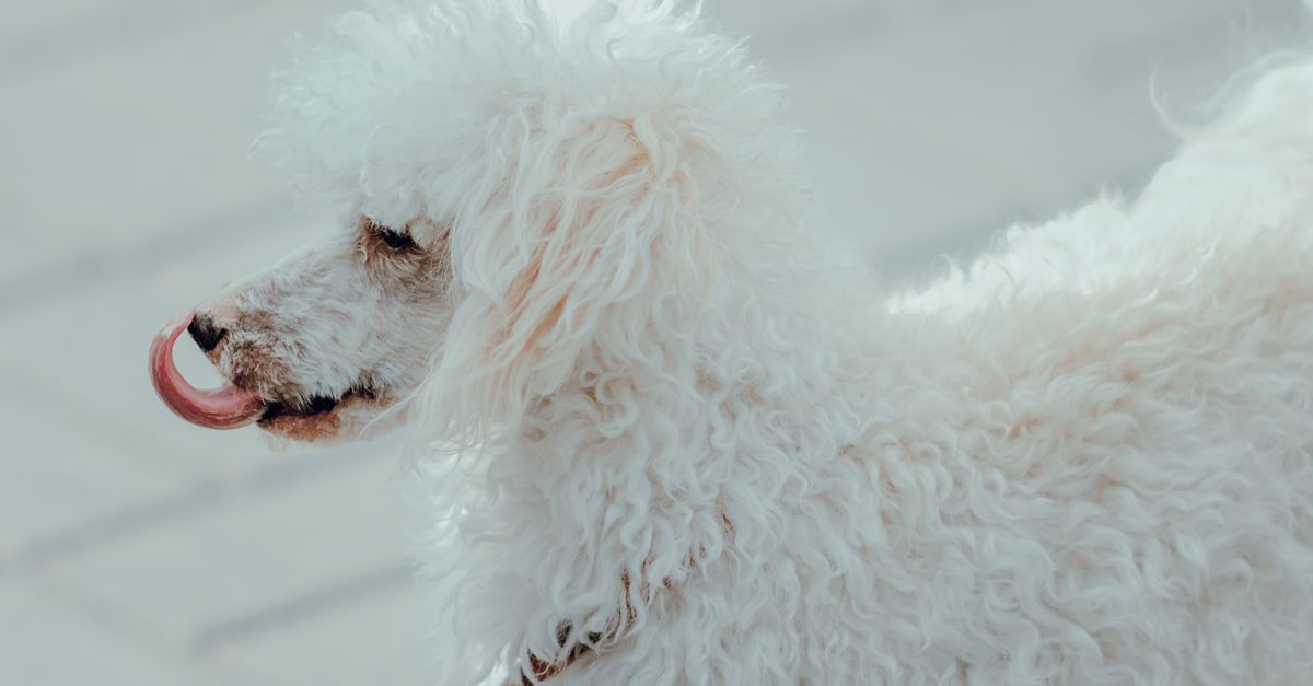 Por que meu cachorro não engorda mesmo comendo bem