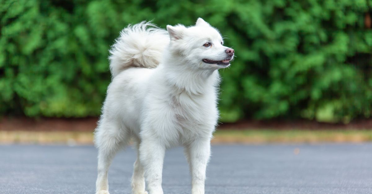 Ômega-3, biotina e zinco: o que cada um faz pela pele do cão