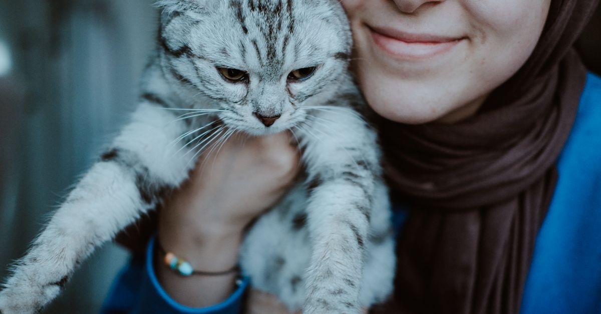 Como fortalecer o vínculo com o gato