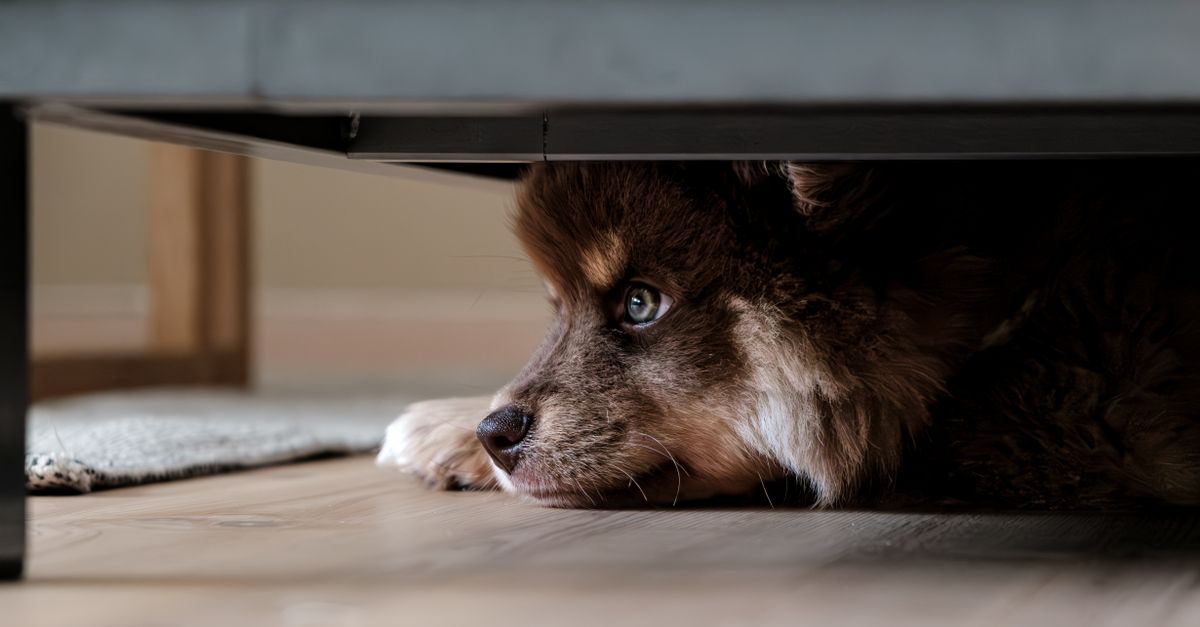 Cachorro estressado: como identificar e melhorar o bem-estar