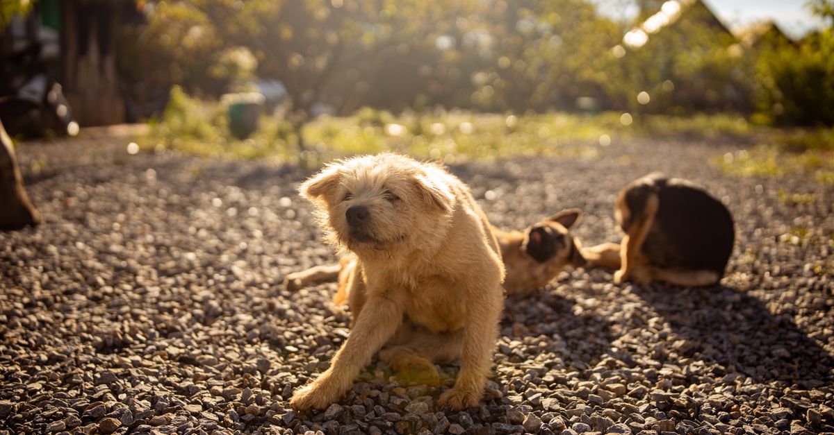 Cachorro com coceira: o que pode ser e como aliviar