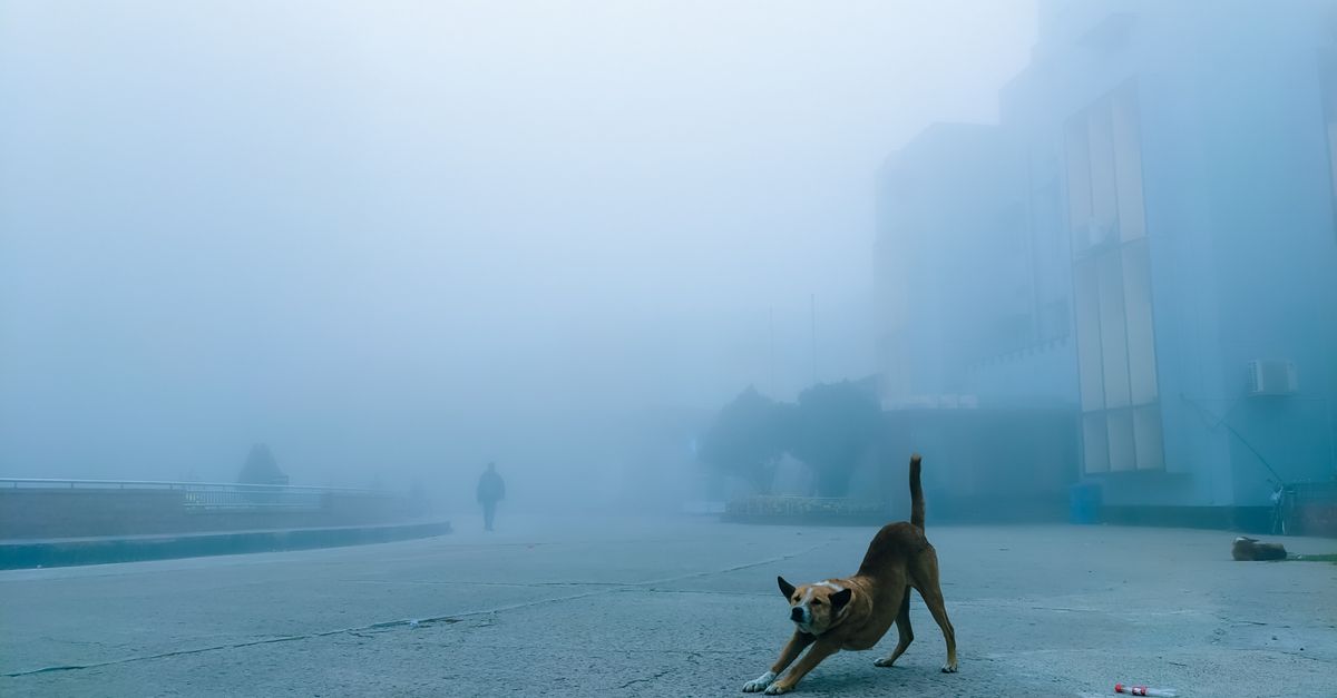 Cachorro com rigidez ao levantar pela manhã: o que pode ser?