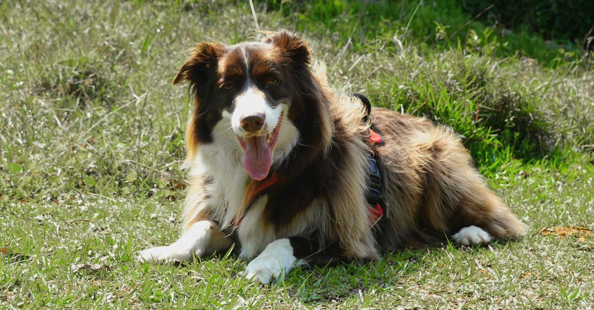 O que são prebióticos para cachorro e para que servem