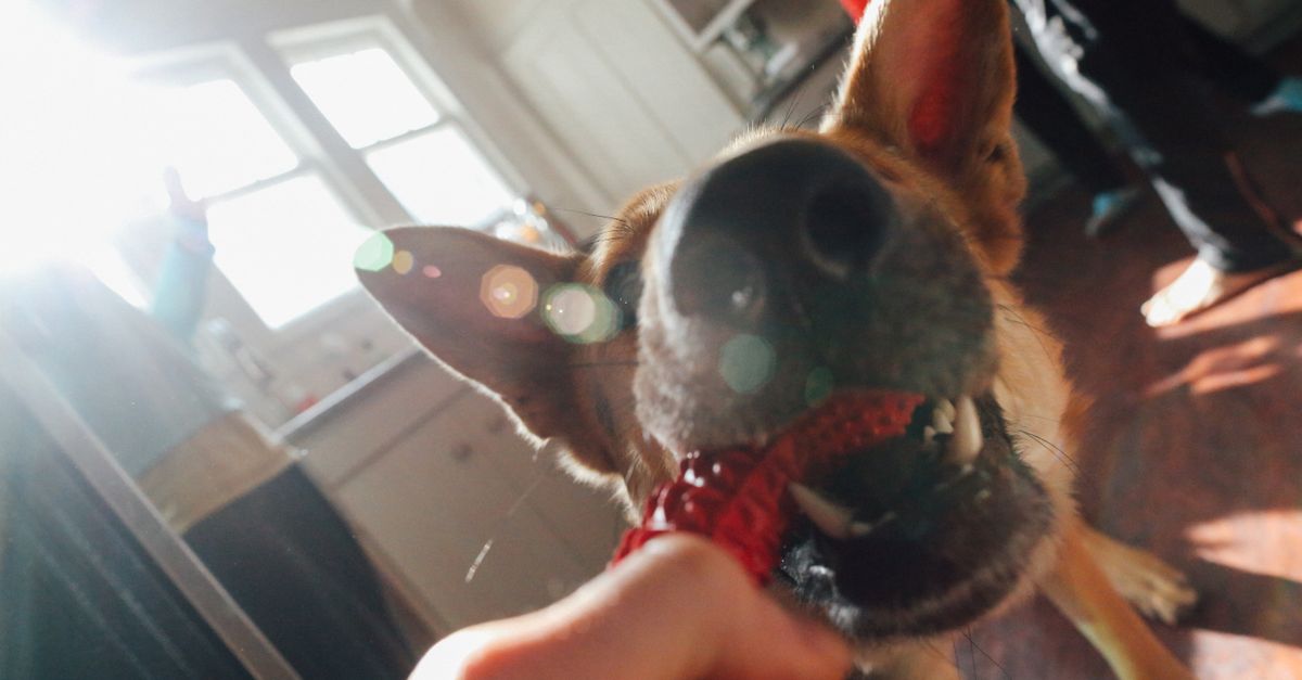 Escovar os dentes do cachorro x petisco dental: qual escolher?