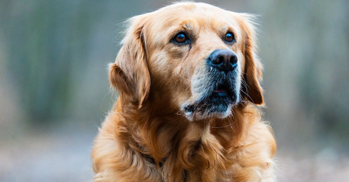 Cachorro com pelo opaco e ressecado: o que pode ser
