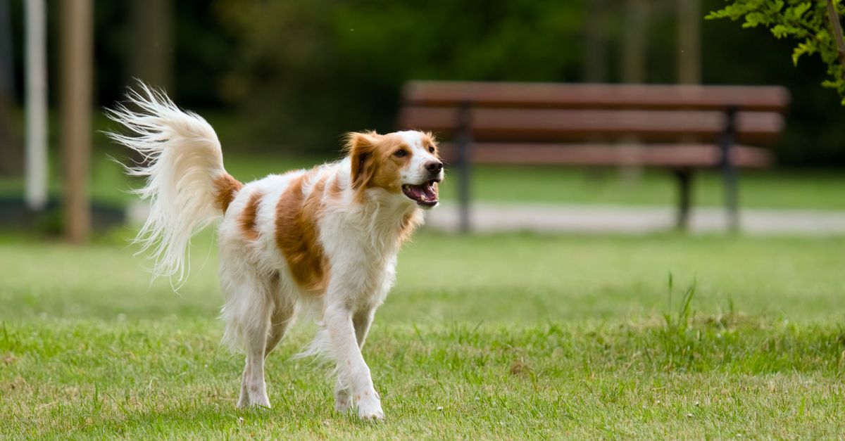 Imunidade baixa em cachorro: a ligação com o intestino