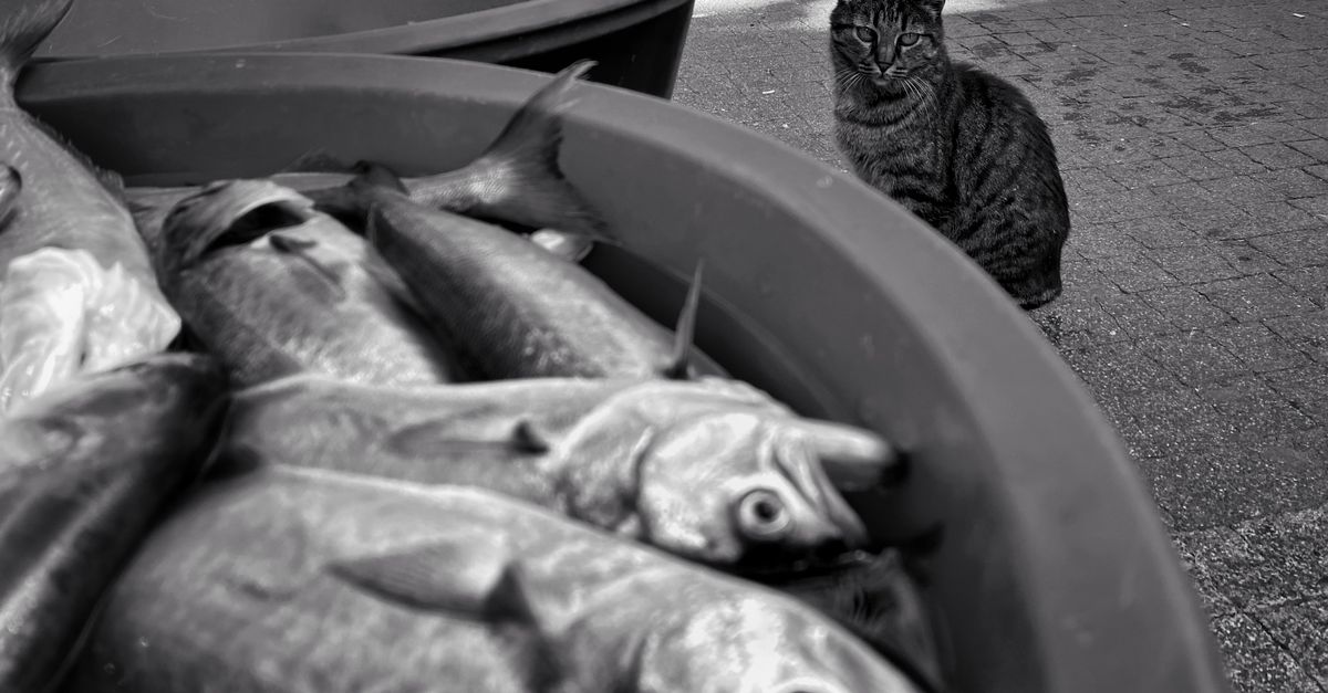 Por que os gatos gostam de peixe?