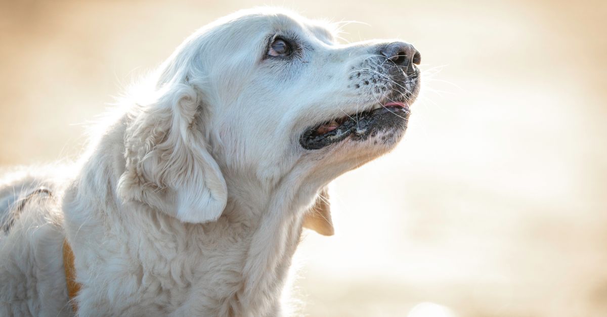 Como cuidar de um cachorro idoso no dia a dia