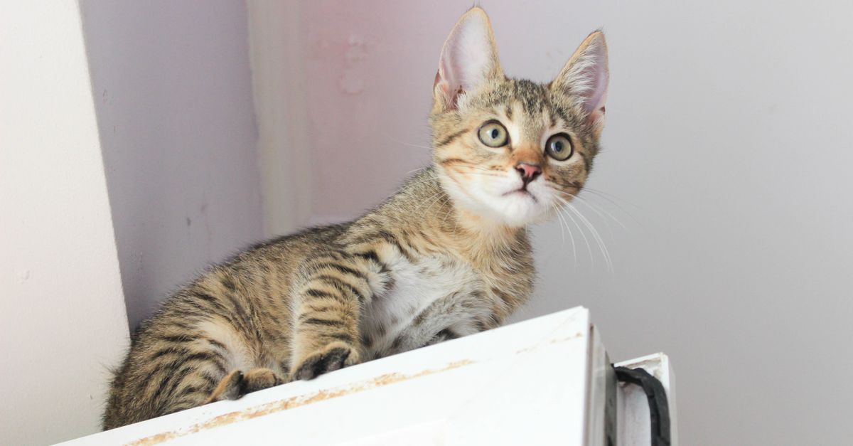 Primeiros cuidados com um gato filhote em casa