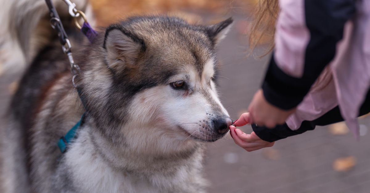 Como dar comprimido para cachorro que não quer