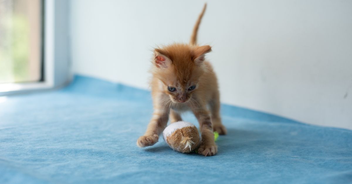 Socialização de gatinhos: por que os primeiros meses importam