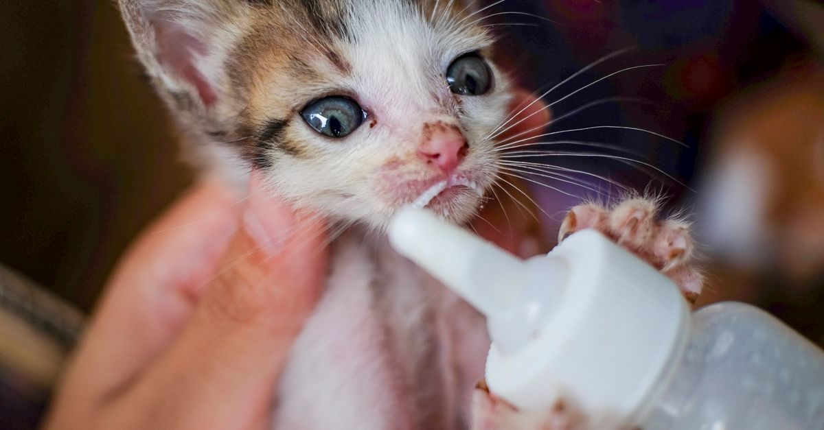 Quantas vezes alimentar um gato filhote por dia?