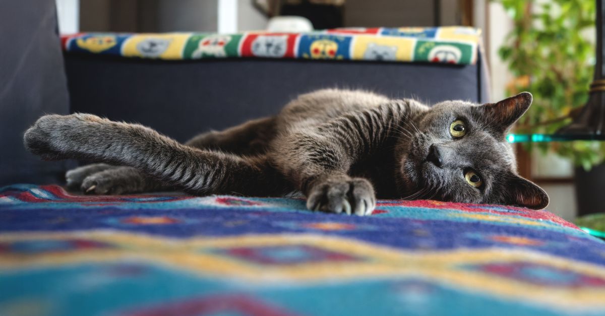 Bem-estar para gatos adultos: por onde começar a rotina