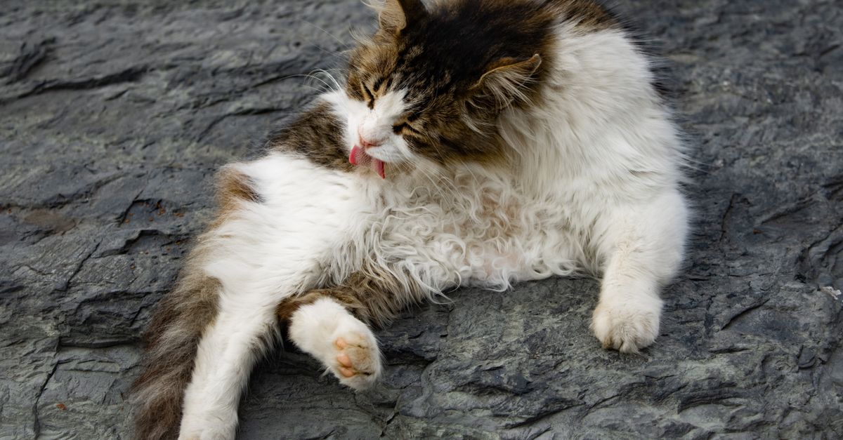 Bolas de pelo em gatos: por que acontecem e como ajudar