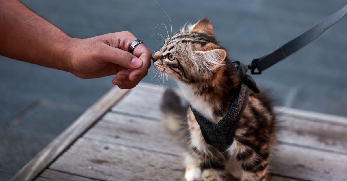 Como introduzir um novo petisco para o gato sem estresse