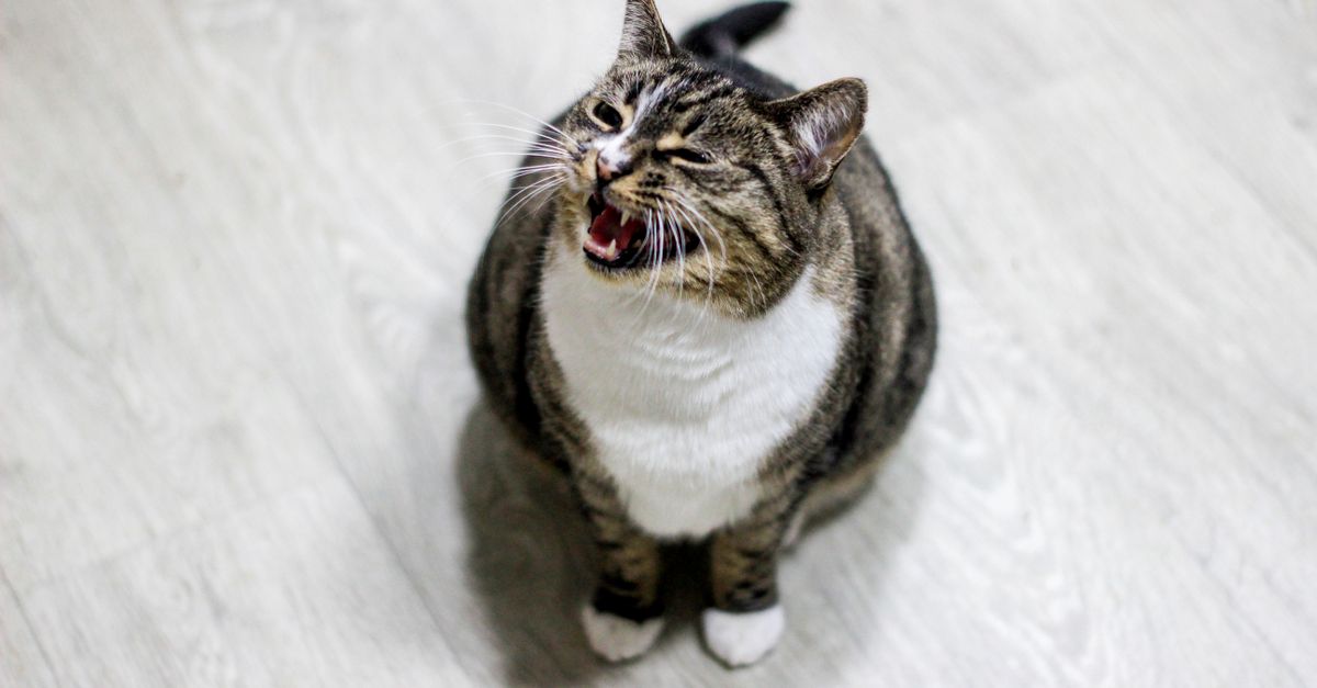 Gato que pede comida o tempo todo: o que pode ser