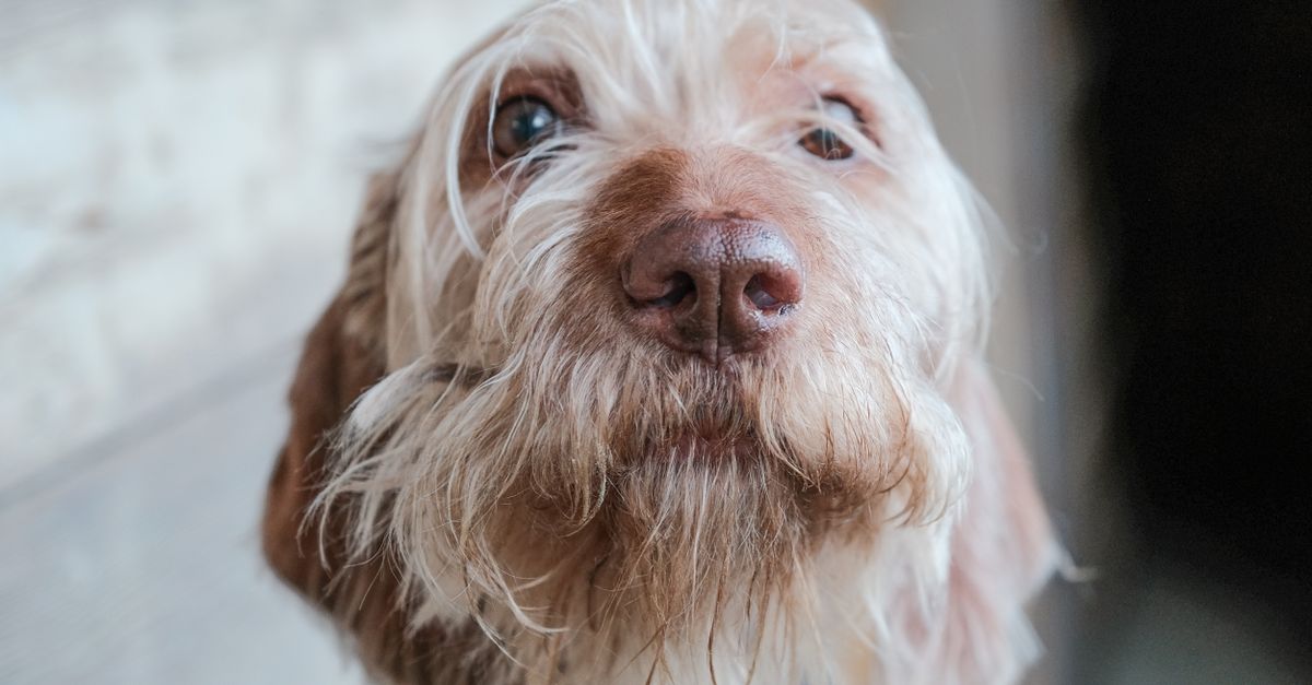 Sinais de ansiedade em cães: como identificar e o que fazer