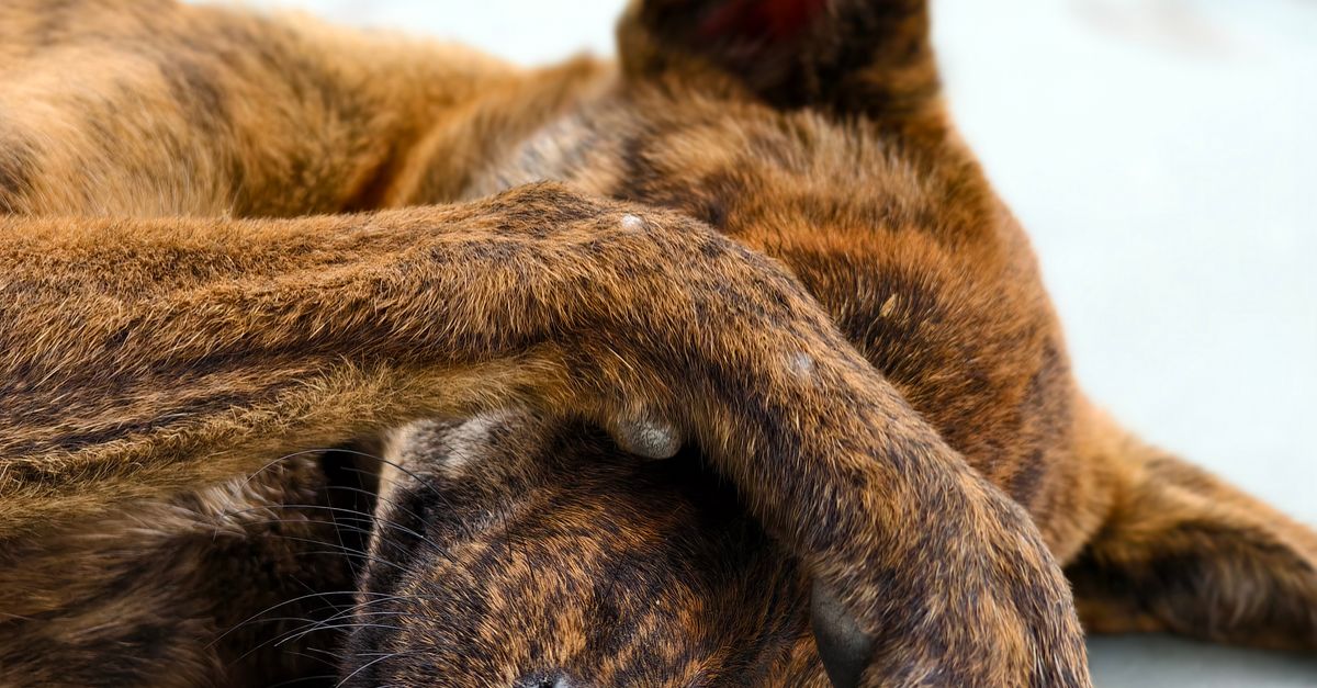 Cachorro com medo de barulho: como ajudar no dia a dia