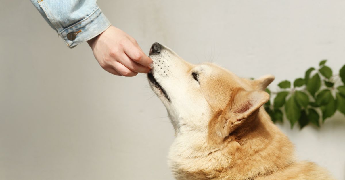 O que são petiscos funcionais para pets?