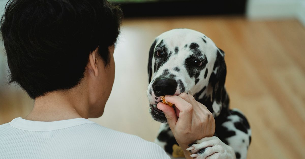 Filhote de cachorro: o que pode comer de petisco?