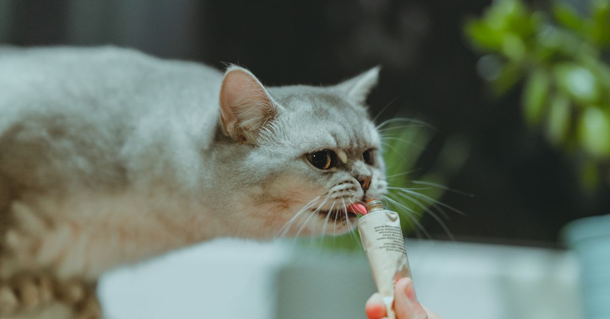 Petiscos para gato fazem bem? Como oferecer com segurança