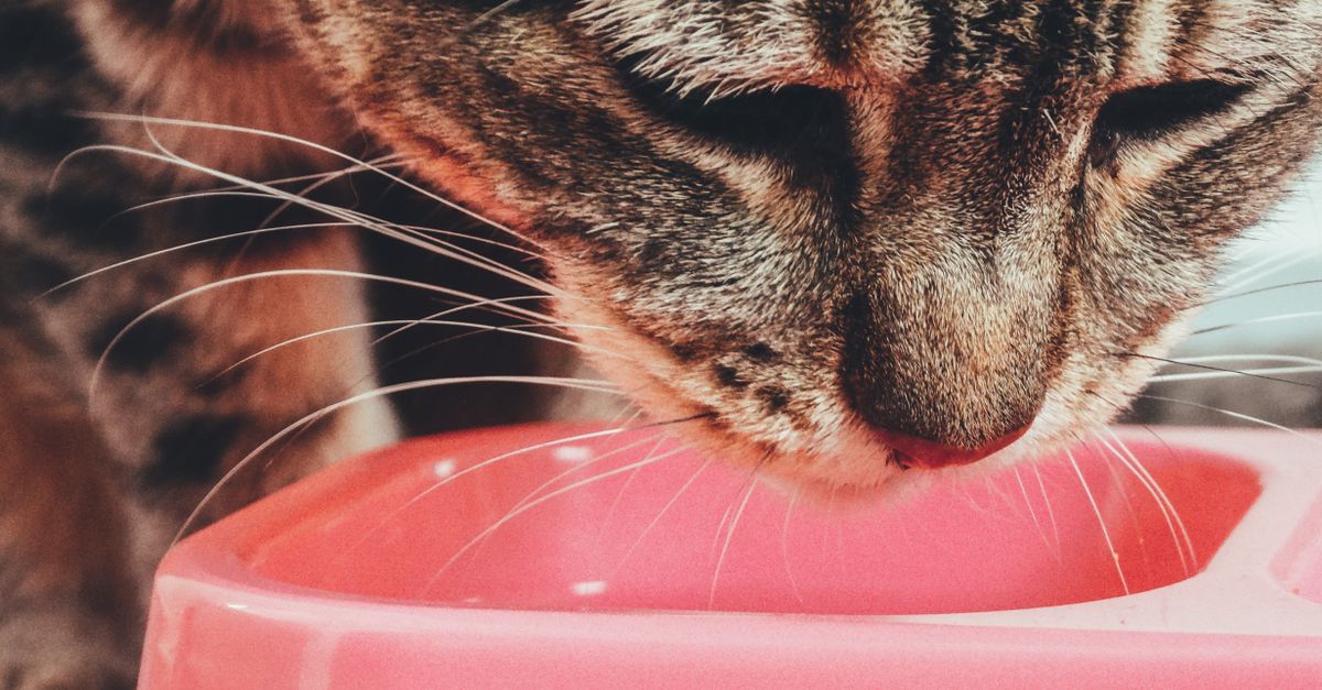 Gato seletivo: como estimular o apetite com segurança