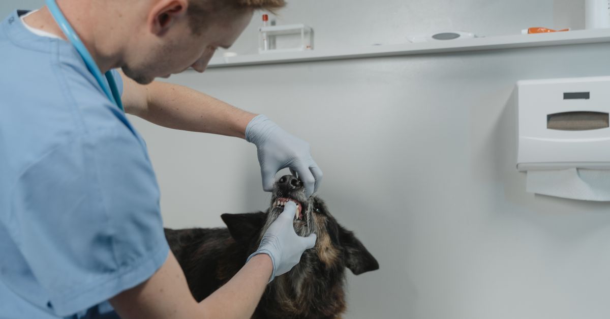Frequência de higiene dental do cachorro: com que frequência cuidar?