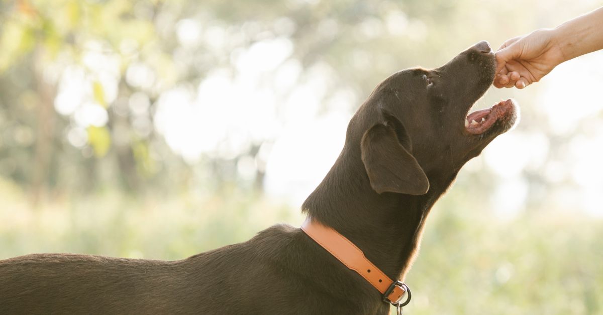 Petiscos fazem mal para cachorro? Entenda a quantidade ideal