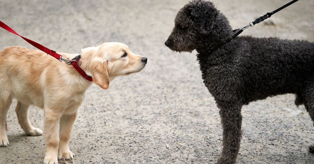 Como manter o cachorro tranquilo quando chega visita em casa