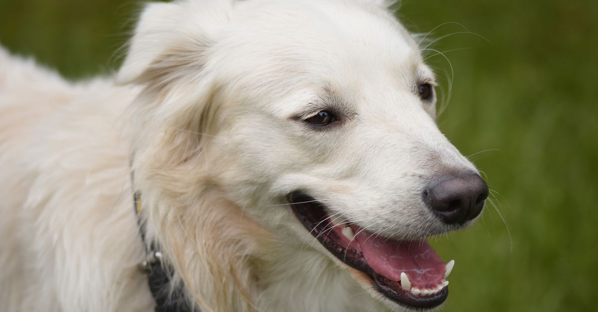 Higiene bucal canina: por que cuidar dos dentes do seu cão