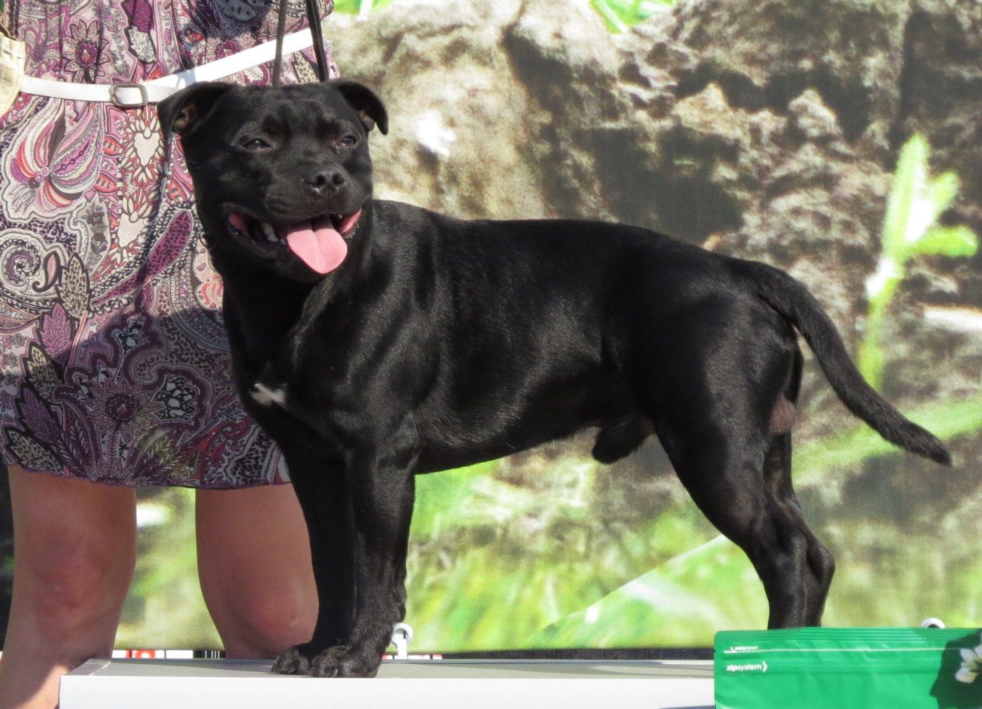 Staffordshire Bull Terrier: a pele e os cuidados da raça